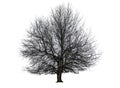 Bare linden tree on white