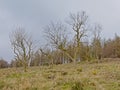 Bare linden trees in a meadow on Montpelier hill, Dublin