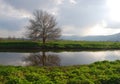 Bare lone tree