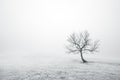 Bare lonely tree in black and white