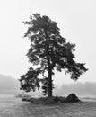 Bare lonely tree fine art image