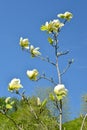 Bare magnolia flowering, Yellow River variety Magnolia denudata Desr. Against the background of the blue sky