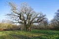 A bare Major Oak stands in Sherwood Forest on a winter morning