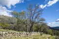 Bare Narrow-leafed ash tree, Fraxinus angustifolia