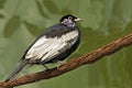 Bare-necked Fruitcrow, Gymnoderus foetidus, perched