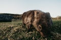 Bare-nosed Wombat at Bendeela Campground. Royalty Free Stock Photo