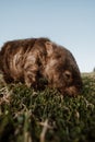 Bare-nosed Wombat at Bendeela Campground. Royalty Free Stock Photo