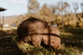 Bare-nosed Wombat at Bendeela Campground. Royalty Free Stock Photo