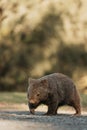 Bare-nosed Wombat at Bendeela Campground. Royalty Free Stock Photo