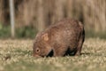 Bare-nosed Wombat at Bendeela Campground. Royalty Free Stock Photo