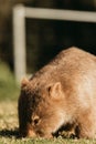 Bare-nosed Wombat at Bendeela Campground. Royalty Free Stock Photo
