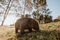 Bare-nosed Wombat at Bendeela Campground. Royalty Free Stock Photo