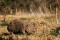 Bare-nosed Wombat at Bendeela Campground. Royalty Free Stock Photo