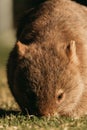 Bare-nosed Wombat at Bendeela Campground. Royalty Free Stock Photo