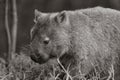 Bare-nosed Wombat at Bendeela Campground. Royalty Free Stock Photo