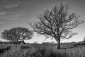 Bare Oak Touching Black Dog Above Rushes.