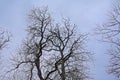 Bare oak tree crown against a cloud grey sky