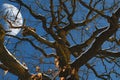 Bare oak tree with spooky branches against blue sky and huge moon in winter forest. Moody nature background Royalty Free Stock Photo