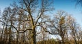 Oak trees in early spring, winter. Bare trees Royalty Free Stock Photo
