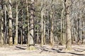 Bare oak trees in spring forest Royalty Free Stock Photo