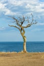 Bare old lonely tree on a cliff on the background of the sea and sky