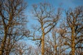 Bare old oak trees Royalty Free Stock Photo