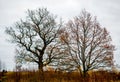Bare old oak trees Royalty Free Stock Photo