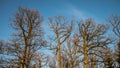 Bare old oak trees Royalty Free Stock Photo