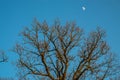 Bare old oak trees Royalty Free Stock Photo