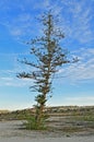A Bare Pine Tree