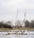 A bare plant of reeds with ice and icicles above frozen water in the winter Royalty Free Stock Photo