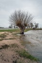 Bare pollard willow tree on the edge of a river