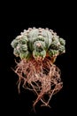 Bare root of astrophytum asterias cactus  with little pups Royalty Free Stock Photo