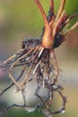 bare root strawberry plant Royalty Free Stock Photo