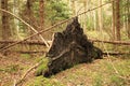 The bare roots of a fallen tree in a forest after a severe storm Royalty Free Stock Photo