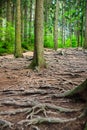 Bare roots of trees in park with Colored lakes - Kolorowe jeziorka - in Poland in Summer