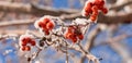 Bare rowan tree branches with bunches of red berries covered by snow close up in clear winter day. Royalty Free Stock Photo