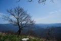 Bare silhouettes of trees in early spring without leaves. Primrose meadow in the Caucasus. Mount Peus Tuapse district