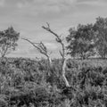 Bare silver birch in its last days