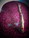 Bare leg of Asian woman exposed above luxury rose petal bath. Royalty Free Stock Photo