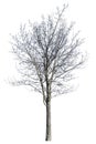 Bare small winter isolated dense maple