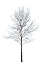 Bare small winter isolated maple