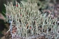 Bare small wooden trunk several cladonia macilenta with flower