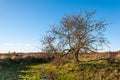 Bare solitairy tree in a nature reserve