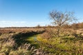 Bare solitairy tree in a nature reserve