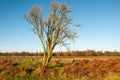 Bare solitairy tree in a nature reserve