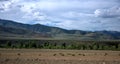 The bare steppe with rare bushes stretches out at the foot of the red mountains