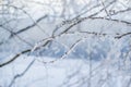 Bare thin branches of trees with white fluffy snow on the bank against the background of a blue river.