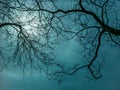 Bare thin branches of winter trees against a eery hazy sky. Royalty Free Stock Photo