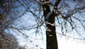 Bare thin twigs covered with snow and ice Royalty Free Stock Photo